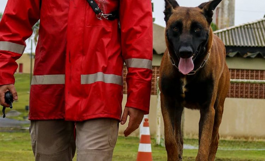 Bombeiros promovem certificação estadual de cães de busca e resgate