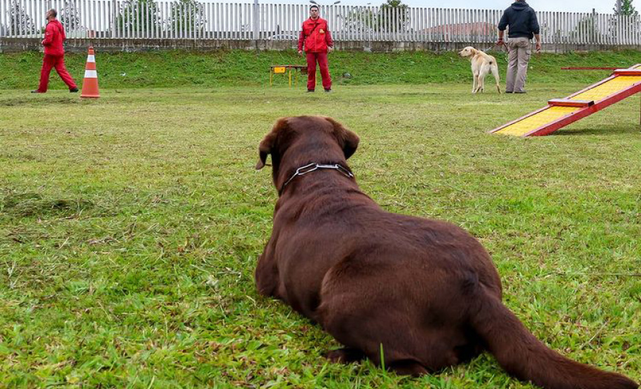 Bombeiros promovem certificação estadual de cães de busca e resgate