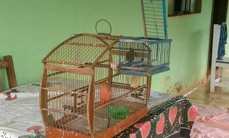Polícia Ambiental apreende 50 aves nativas e aplica R$ 30 mil em multas no Noroeste do estado