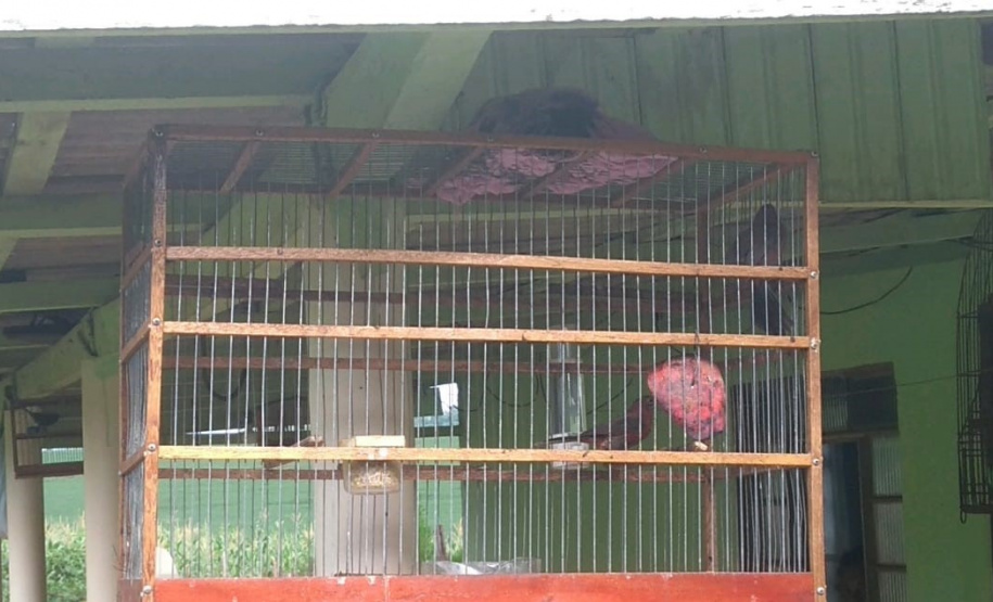 Polícia Ambiental apreende 50 aves nativas e aplica R$ 30 mil em multas no Noroeste do estado