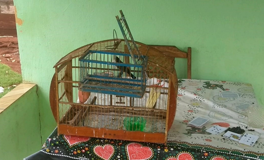 Polícia Ambiental apreende 50 aves nativas e aplica R$ 30 mil em multas no Noroeste do estado