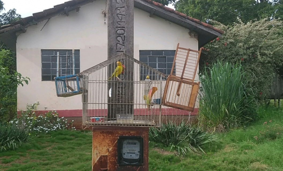 Polícia Ambiental apreende 50 aves nativas e aplica R$ 30 mil em multas no Noroeste do estado