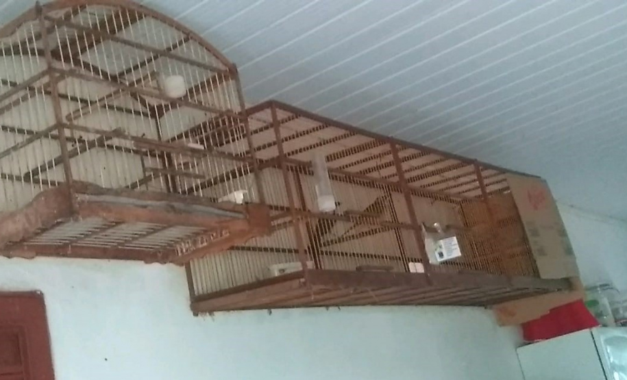 Polícia Ambiental apreende 50 aves nativas e aplica R$ 30 mil em multas no Noroeste do estado