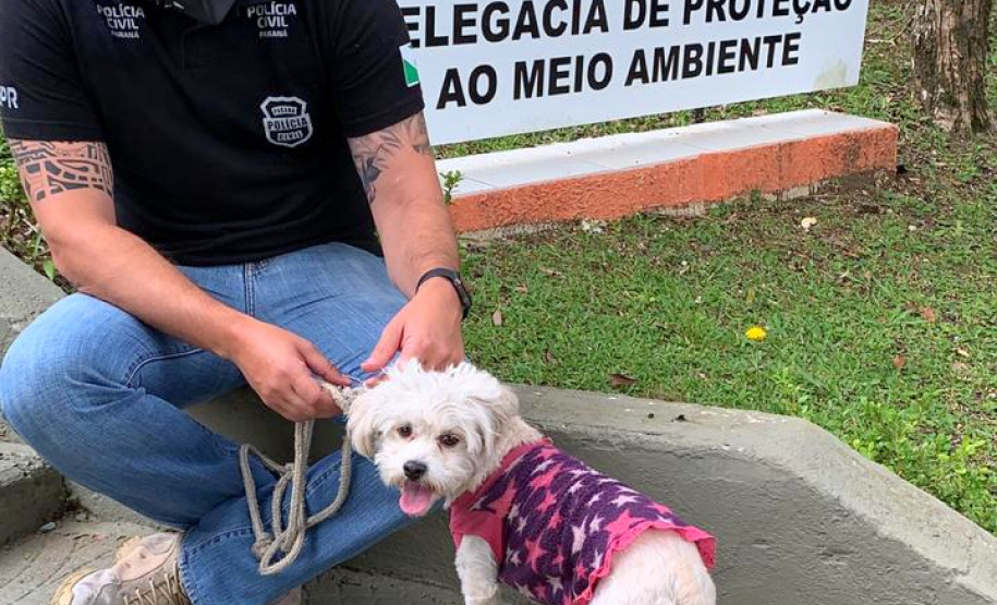 Polícia Civil prende homem por abandono e maus-tratos contra um cachorro em Curitiba