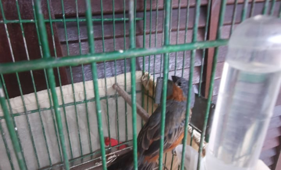 Na capital do Paraná, Polícia Ambiental resgata diversos pássaros silvestres, um deles ameaçado de extinção
