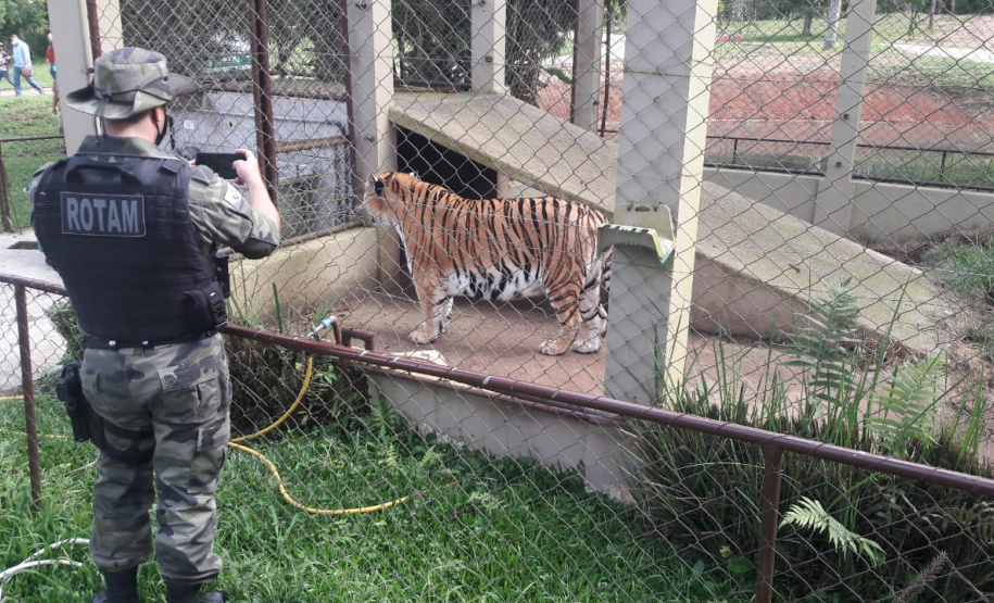 Polícia Ambiental presta apoio na remoção de tigre da Malásia e papagaios para o Zoológico de Curitiba