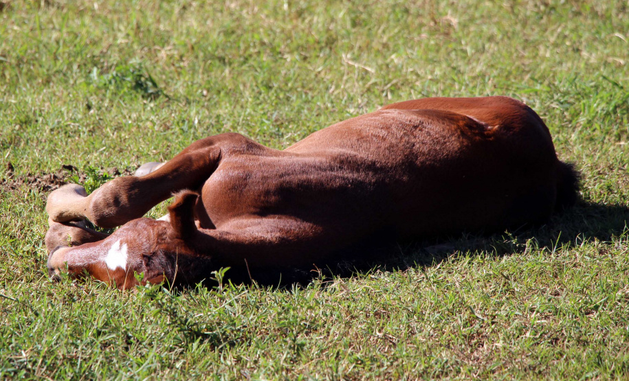 Regimento de Polícia Montada (RPMon) inicia treinamento de nove potros nascidos na unidade