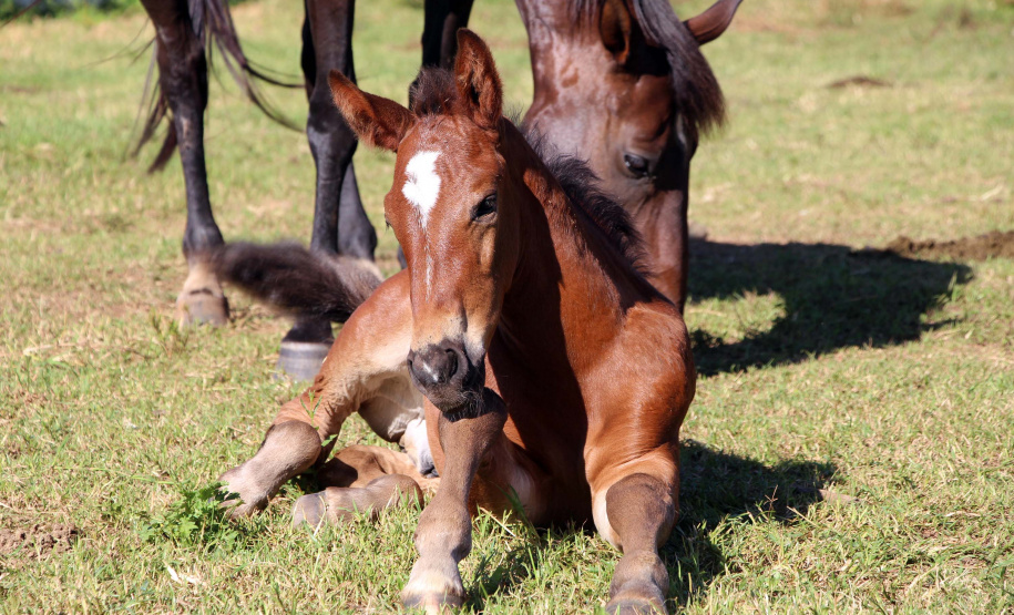 Regimento de Polícia Montada (RPMon) inicia treinamento de nove potros nascidos na unidade