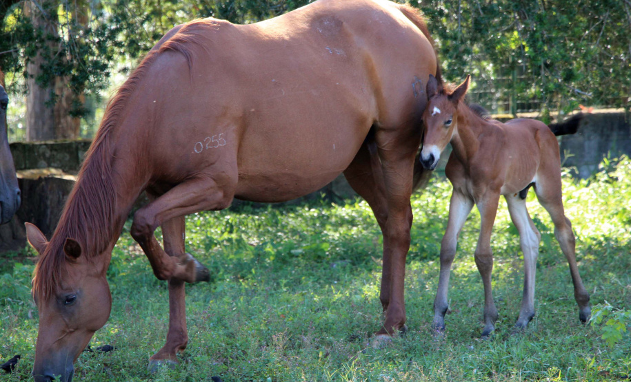 Regimento de Polícia Montada (RPMon) inicia treinamento de nove potros nascidos na unidade
