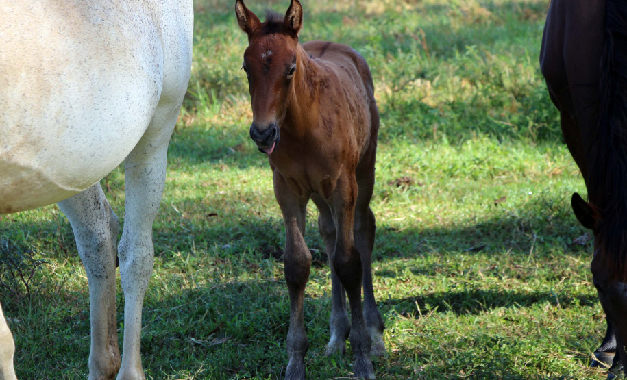 Regimento de Polícia Montada (RPMon) inicia treinamento de nove potros nascidos na unidade