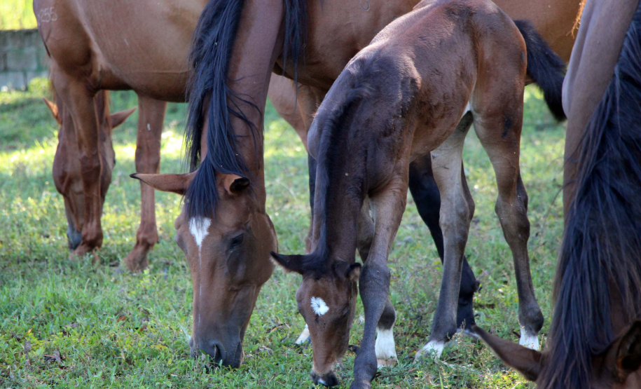 Regimento de Polícia Montada (RPMon) inicia treinamento de nove potros nascidos na unidade