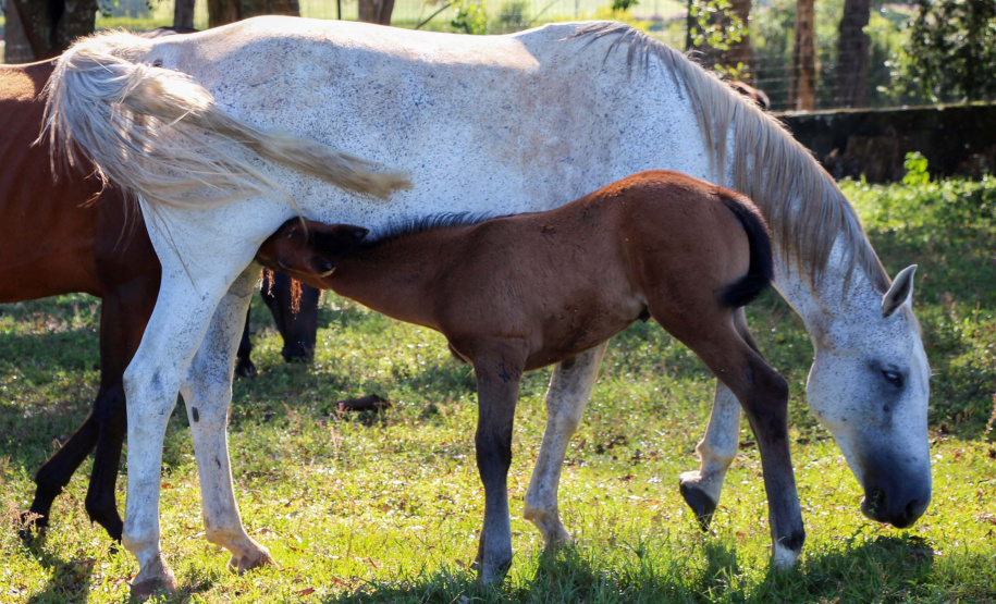 Regimento de Polícia Montada (RPMon) inicia treinamento de nove potros nascidos na unidade