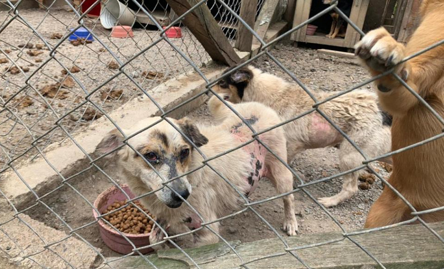 PCPR prende suspeita de maus-tratos em Quatro Barras