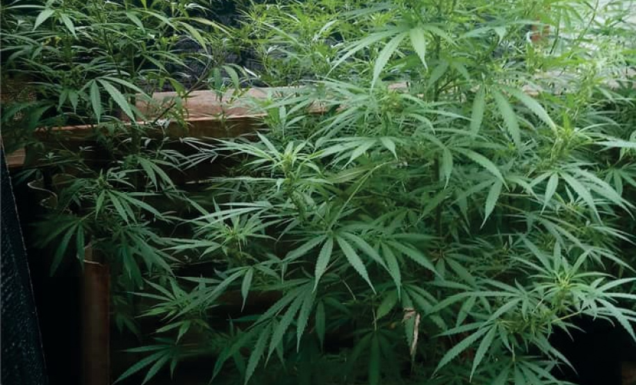 PM desmantela ponto de plantação de maconha e encaminha homem em Campo Mourão (PR), no Noroeste do estado