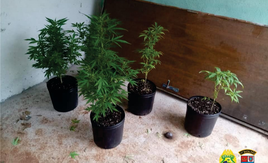 PM desmantela ponto de plantação de maconha e encaminha homem em Campo Mourão (PR), no Noroeste do estado