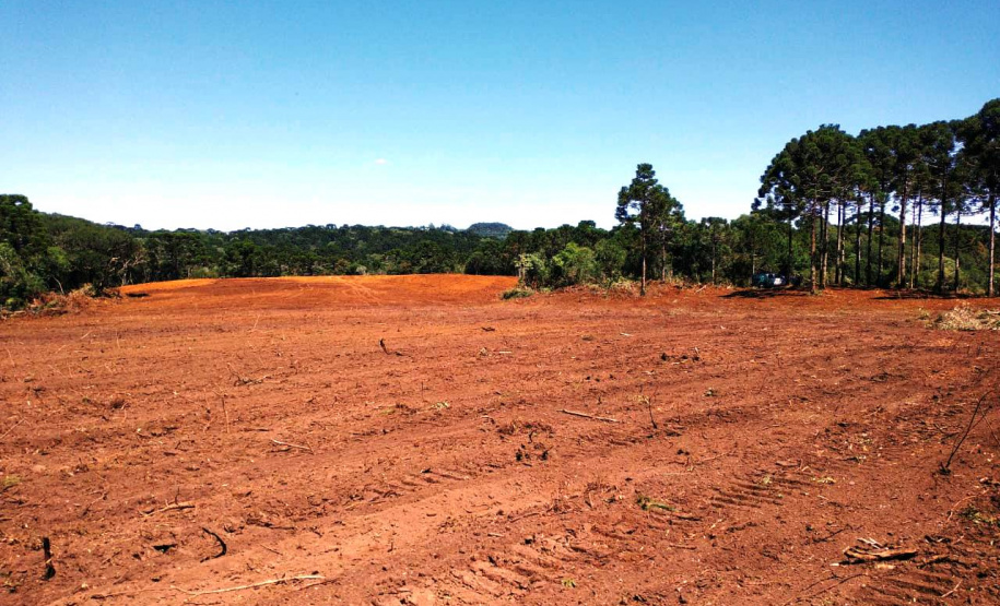 Trio é autuado em quase R$ 100 mil por destruição de vegetação nativa em Guarapuava (PR)