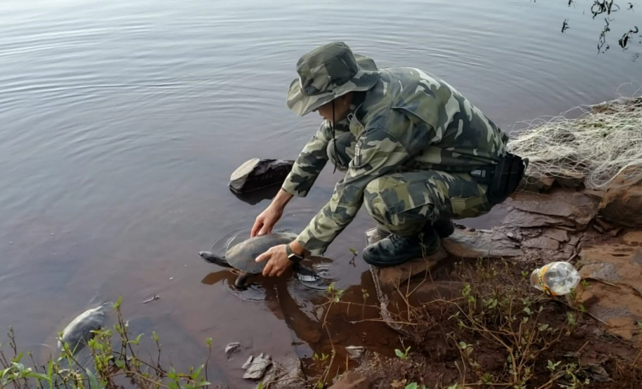 Trio é autuado em quase R$ 100 mil por destruição de vegetação nativa em Guarapuava (PR)
