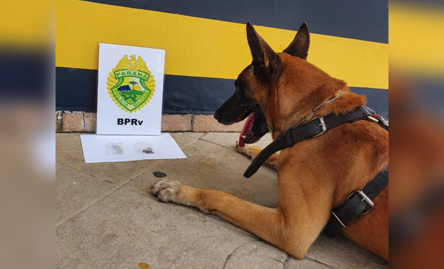 Cães do BPRv protagonizam apreensões de drogas no litoral durante Verão Consciente