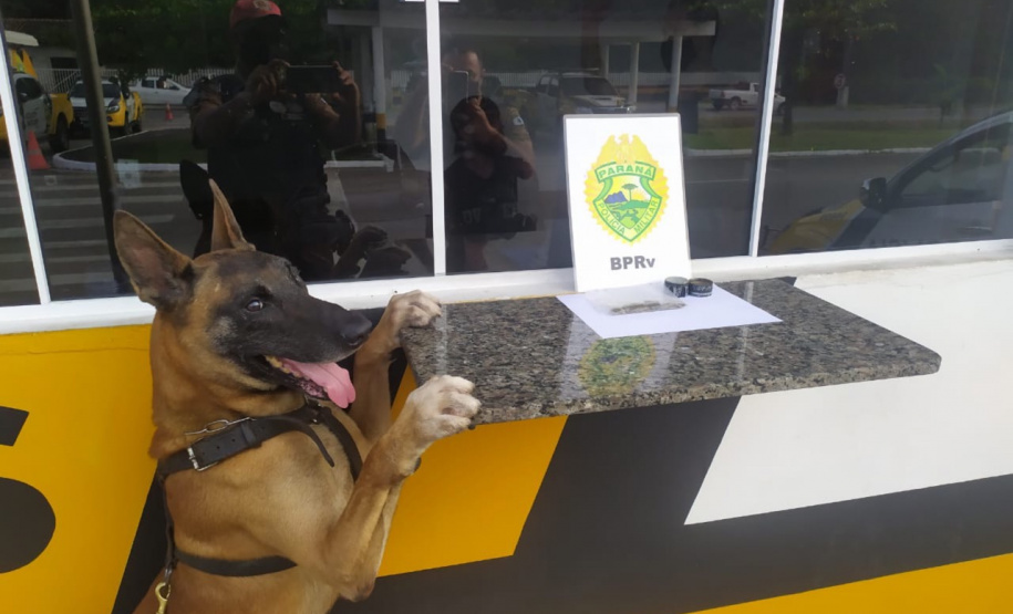 Cães do BPRv protagonizam apreensões de drogas no litoral durante Verão Consciente