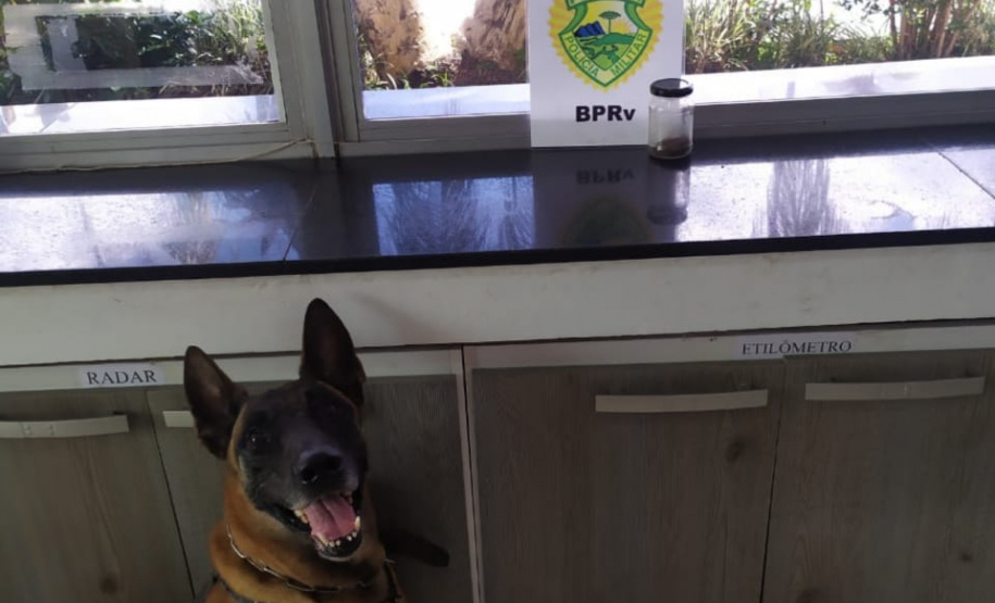 Cães do BPRv protagonizam apreensões de drogas no litoral durante Verão Consciente