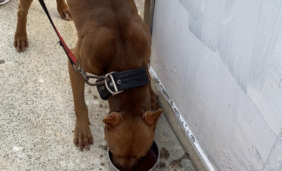 Forças de segurança desmantelam aglomeração em evento de olimpíadas para cães