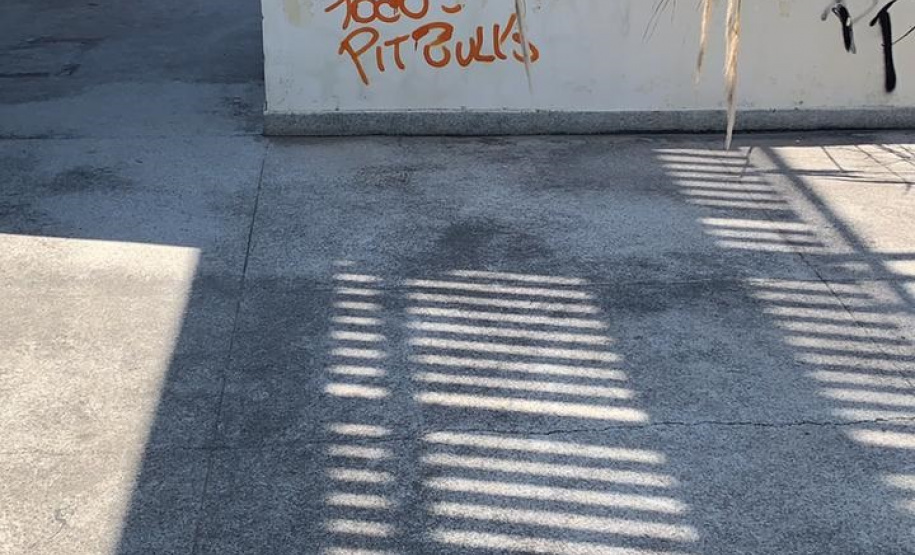 Forças de segurança desmantelam aglomeração em evento de olimpíadas para cães