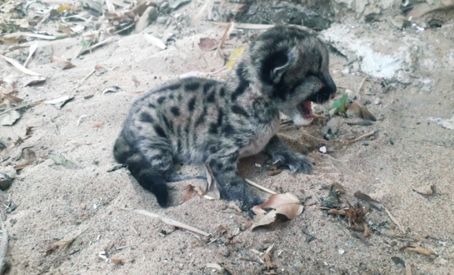 Polícia Ambiental reforça ações e atende 15 mil ocorrências em 2020