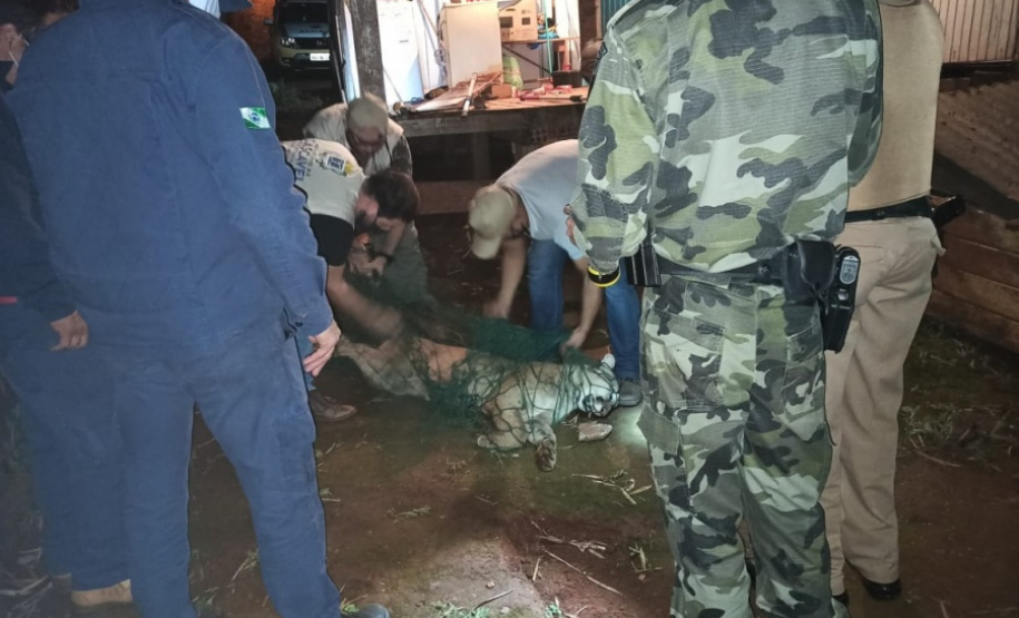 Polícia Ambiental reforça ações e atende 15 mil ocorrências em 2020