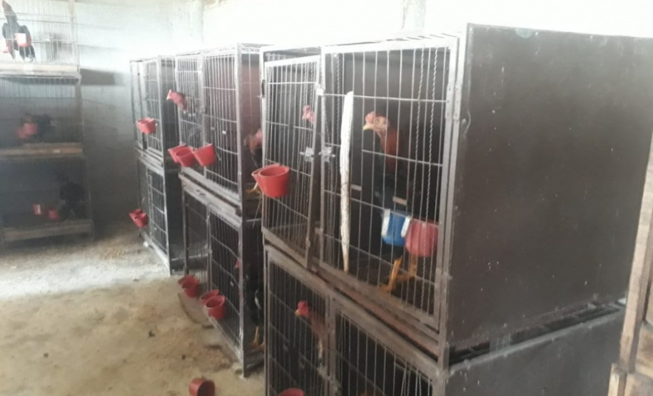 Polícia Ambiental reforça ações e atende 15 mil ocorrências em 2020