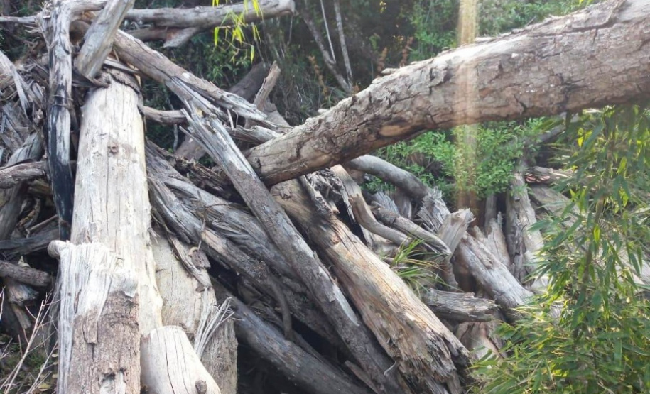 Polícia Ambiental reforça ações e atende 15 mil ocorrências em 2020