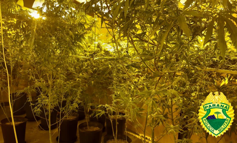 PM apreende 455 pés de maconha e encaminha suspeito, em Almirante Tamandaré (RMC)