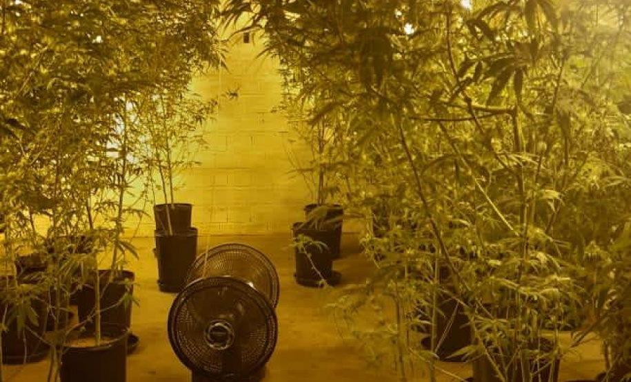 PM apreende 455 pés de maconha e encaminha suspeito, em Almirante Tamandaré (RMC)