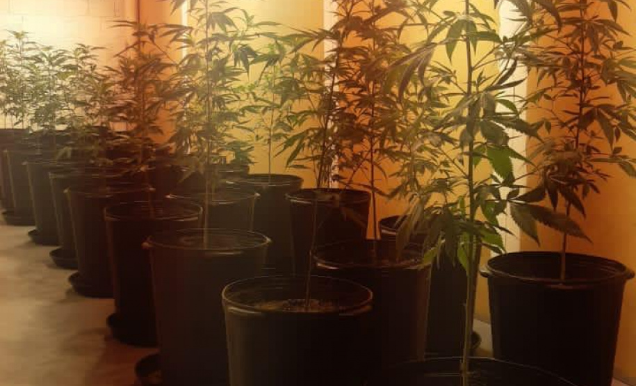 PM apreende 455 pés de maconha e encaminha suspeito, em Almirante Tamandaré (RMC)