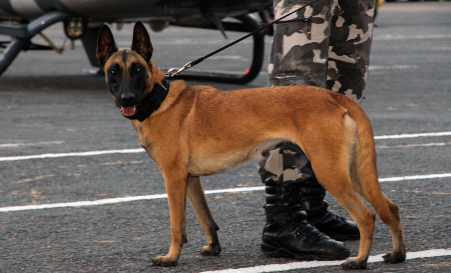 PM lança Operação Tático Móvel III em Curitiba e no Interior do estado