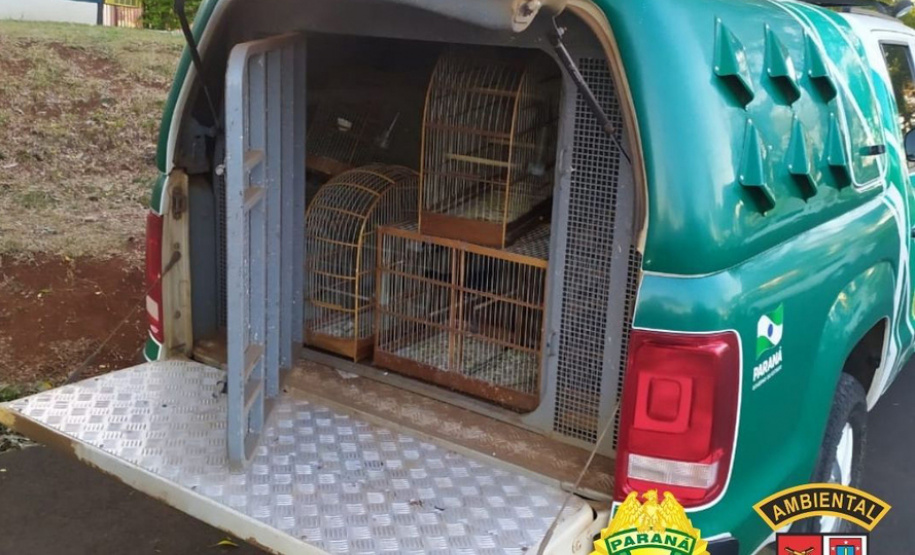 Batalhão Ambiental resgata 116 pássaros em cativeiro ilegal no Sudoeste
