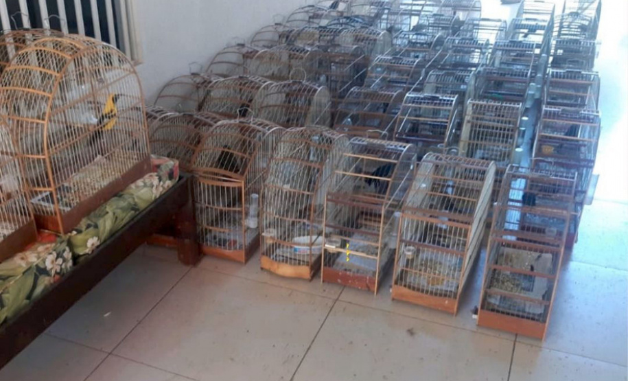 Batalhão Ambiental resgata 116 pássaros em cativeiro ilegal no Sudoeste
