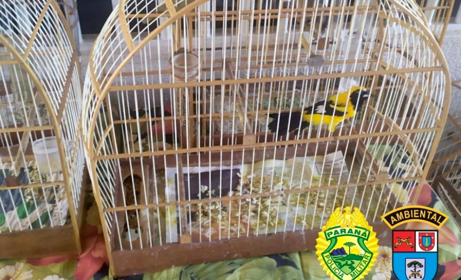 Batalhão Ambiental resgata 116 pássaros em cativeiro ilegal no Sudoeste
