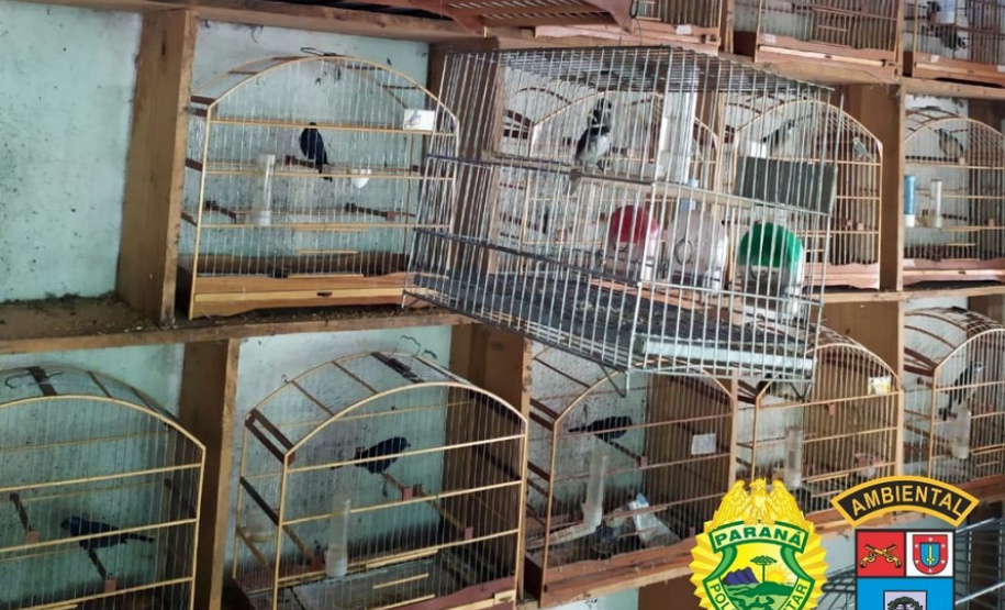 Batalhão Ambiental resgata 116 pássaros em cativeiro ilegal no Sudoeste