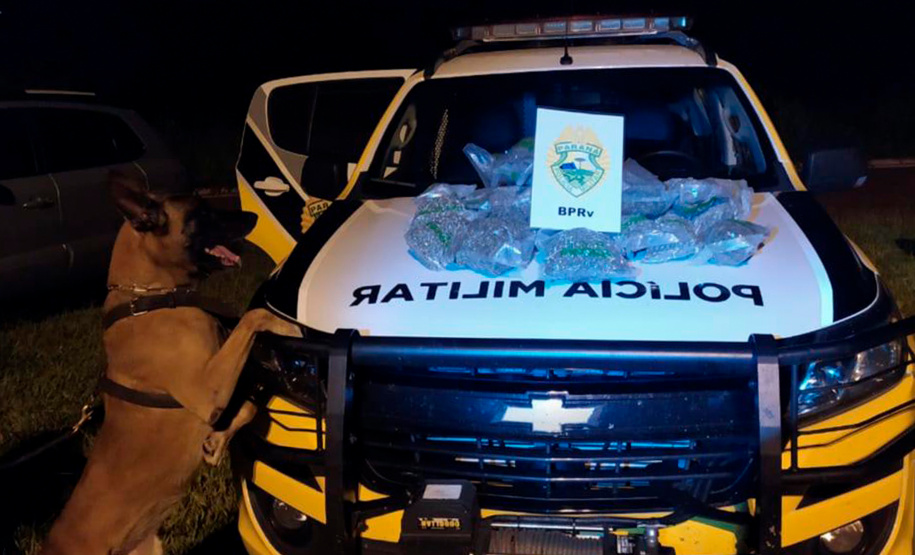 Apreensão de drogas com uso de cães da PM aumenta em quase 1.000% no Paraná