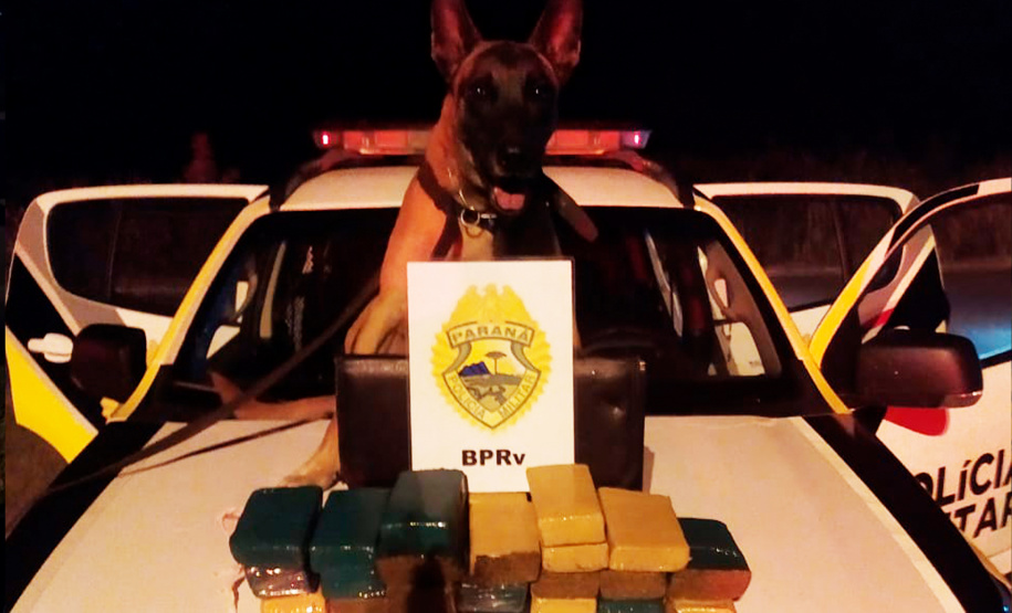 Apreensão de drogas com uso de cães da PM aumenta em quase 1.000% no Paraná