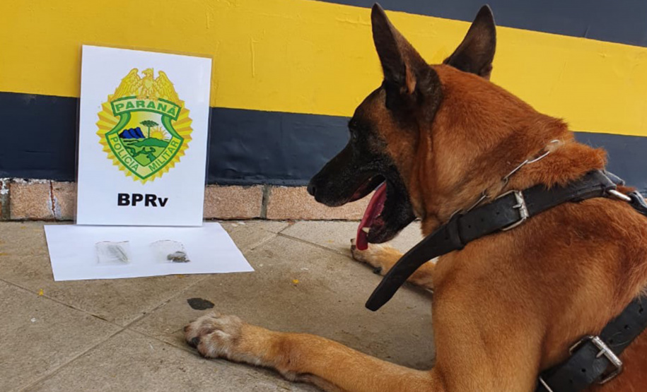 Apreensão de drogas com uso de cães da PM aumenta em quase 1.000% no Paraná