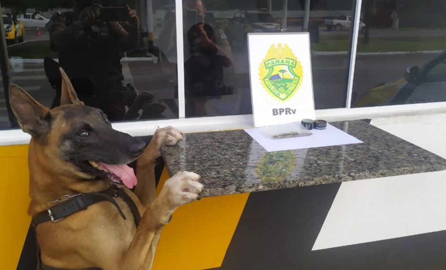Apreensão de drogas com uso de cães da PM aumenta em quase 1.000% no Paraná