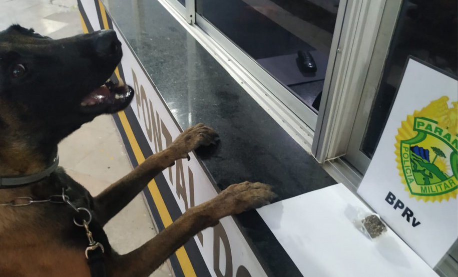 Apreensão de drogas com uso de cães da PM aumenta em quase 1.000% no Paraná