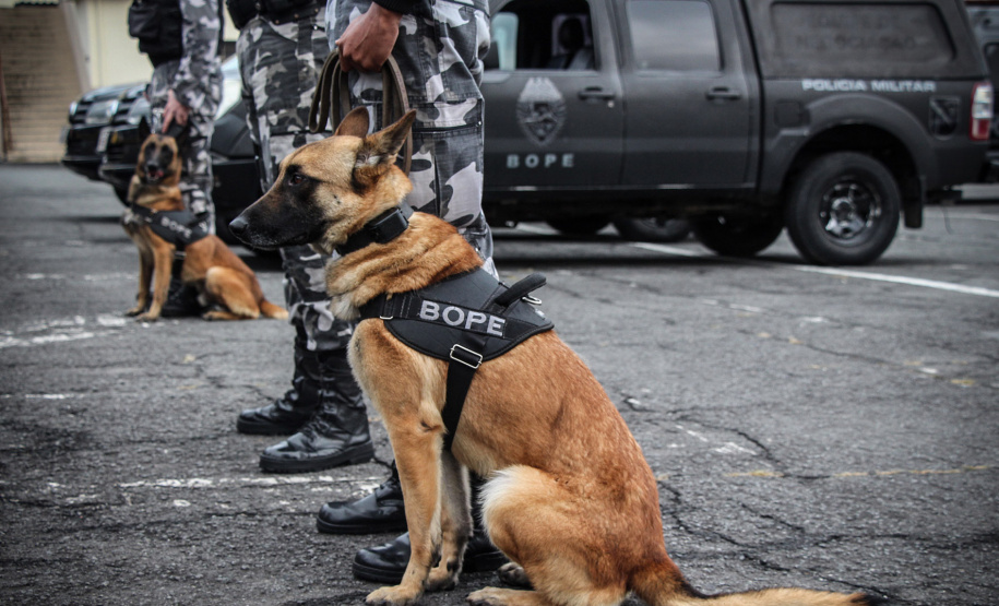 Apreensão de drogas com uso de cães da PM aumenta em quase 1.000% no Paraná