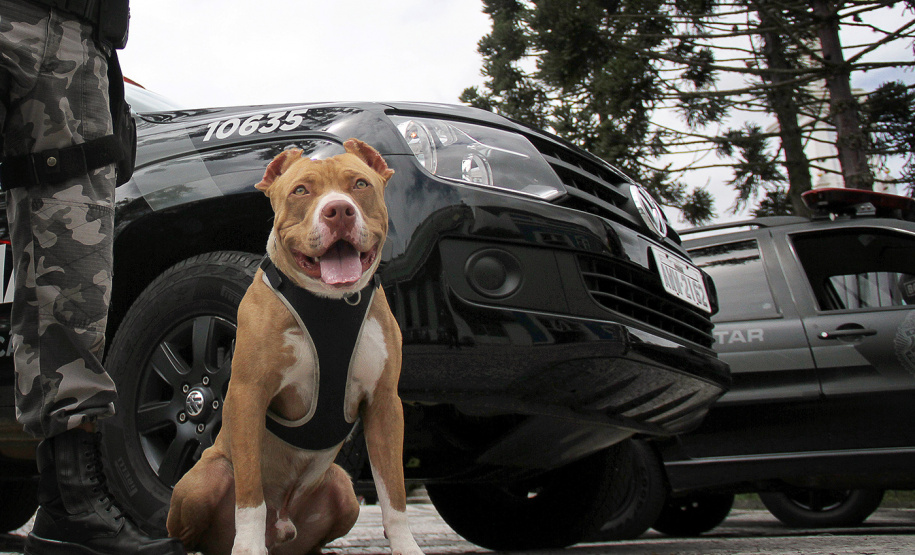Apreensão de drogas com uso de cães da PM aumenta em quase 1.000% no Paraná