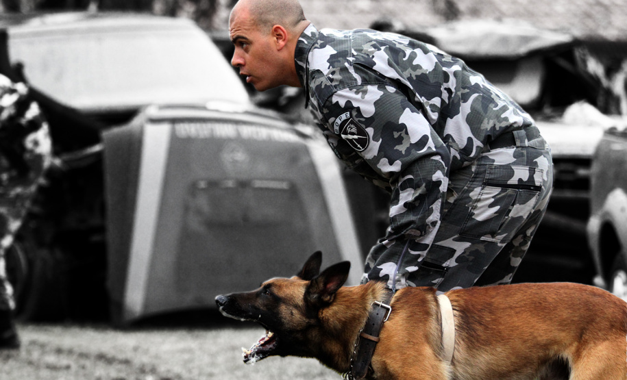 Apreensão de drogas com uso de cães da PM aumenta em quase 1.000% no Paraná