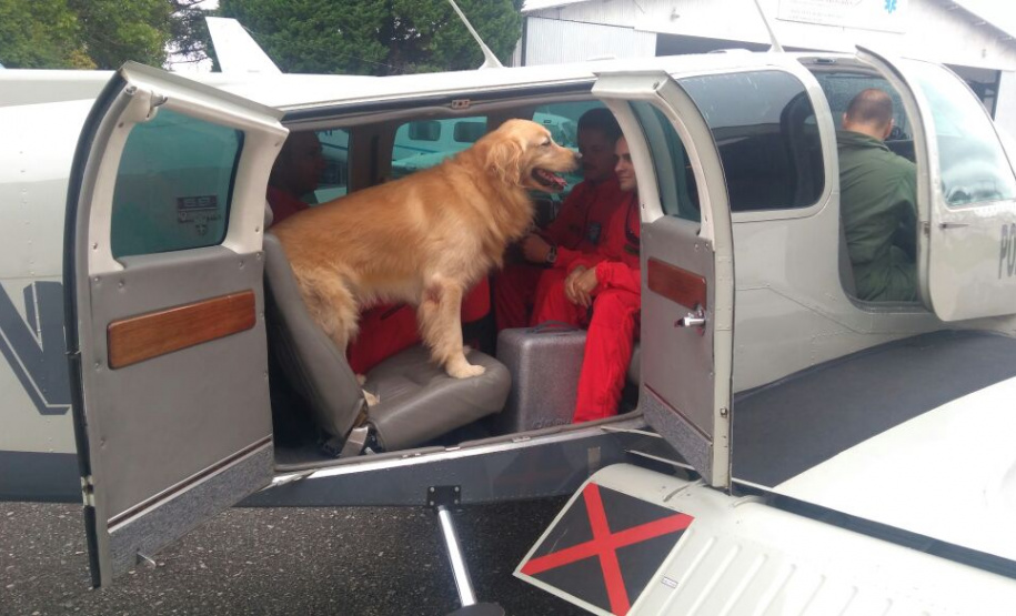 Apreensão de drogas com uso de cães da PM aumenta em quase 1.000% no Paraná