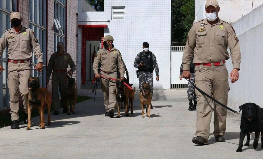 Apreensão de drogas com uso de cães da PM aumenta em quase 1.000% no Paraná