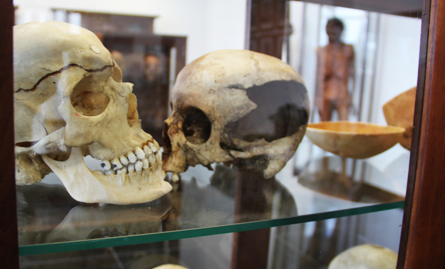 Segurança destaca dedicação do curador do Museu de Ciências Forenses da Polícia Científica