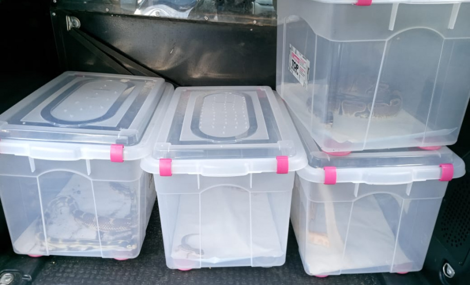 Batalhão ambiental e IAT resgatam animais silvestres de cativeiro ilegal e aplicam autuação de R$ 14,7 mil, no Norte do Paraná